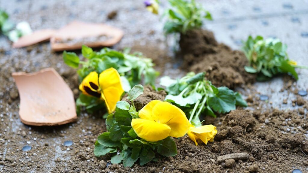 誰かの花